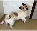 Small Mutt
