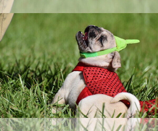 Medium Photo #11 Pug Puppy For Sale in PALM COAST, FL, USA
