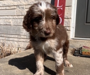 Aussiedoodle Puppy for sale in LAWRENCEBURG, TN, USA