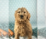 Small #1 Labradoodle