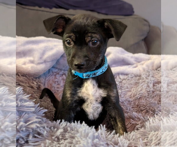 Medium Photo #1 Mutt Puppy For Sale in Brooklyn Center, MN, USA