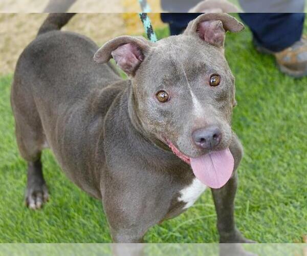 Medium Photo #2 American Staffordshire Terrier Puppy For Sale in Tallahassee, FL, USA