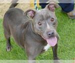 Small #1 American Staffordshire Terrier