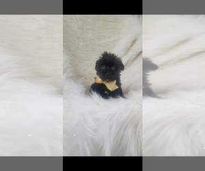 Yorkshire Terrier Puppy for sale in INDIANAPOLIS, IN, USA