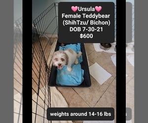 Zuchon Puppy for sale in TUCSON, AZ, USA