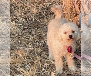 Mother of the Maltipoo puppies born on 10/15/2022