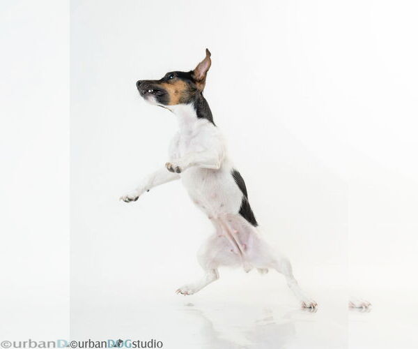 Medium Photo #4 Jack Russell Terrier-Unknown Mix Puppy For Sale in Tampa, FL, USA