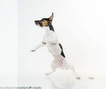 Small #3 Jack Russell Terrier Mix