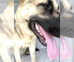 Small #1 German Shepherd Dog