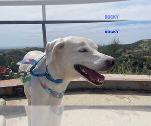 ROCKY - Male Labrador Retriever-Unknown Mix Dog for Adoption - Photo #4