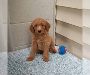 Goldendoodle (Miniature) Puppy for sale in ABBOTSFORD, WI, USA