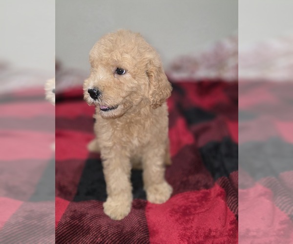 Medium Photo #14 Goldendoodle Puppy For Sale in DUBLIN, TX, USA