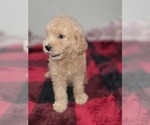 Small #13 Goldendoodle