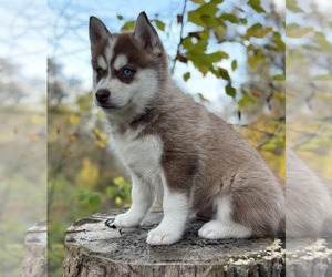 Pomsky Puppy for sale in STAPLES, MN, USA