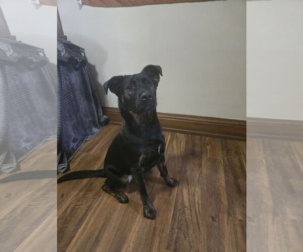 Medium Photo #4 Mountain Cur-Unknown Mix Puppy For Sale in Farmington, MN, USA