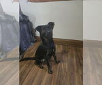 Small #3 Mountain Cur Mix
