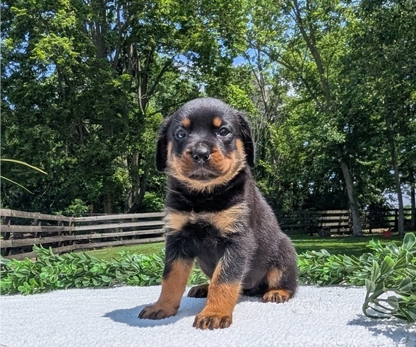 Medium Photo #12 Rottweiler Puppy For Sale in GOSHEN, IN, USA
