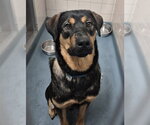 Small Shepweiller