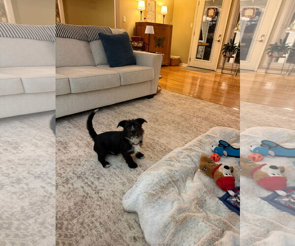 Medium Photo #4 Mutt Puppy For Sale in Mt. Laurel, NJ, USA