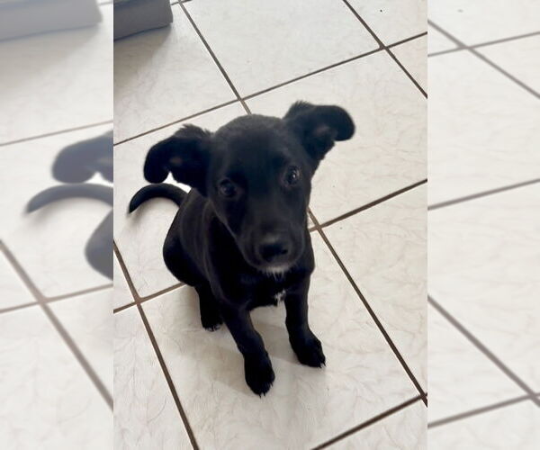 Medium Photo #5 Labrador Retriever-Unknown Mix Puppy For Sale in San Diego, CA, USA