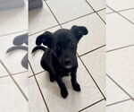 Small #4 Labrador Retriever Mix