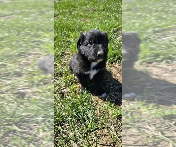 Medium Photo #1 Australian Shepherd Puppy For Sale in MILLERSVILLE, MO, USA