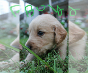 Golden Retriever Puppy for Sale in REDKEY, Indiana USA