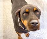 Small #2 Rottweiler Mix