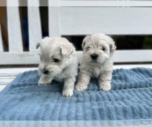 West Highland White Terrier Puppy for sale in CROSS PLAINS, WI, USA