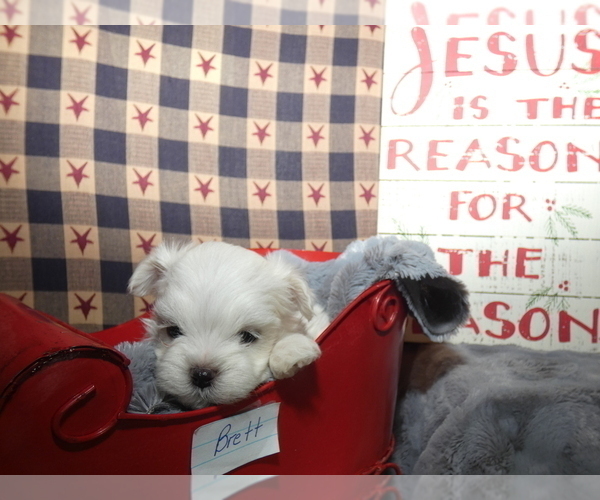 Medium Photo #3 Maltese Puppy For Sale in MOMEYER, NC, USA