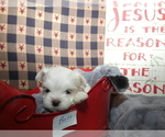 Small Photo #3 Maltese Puppy For Sale in MOMEYER, NC, USA