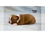 Small Photo #18 Boston Terrier Puppy For Sale in CLARE, MI, USA