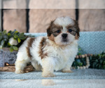 Puppy Tinker Shih Tzu