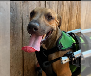 Tanner - Male Mutt Dog for Adoption - Photo #3