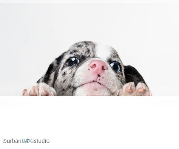 Medium Photo #7 Jack Russell Terrier-Unknown Mix Puppy For Sale in Tampa, FL, USA