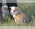 Small Photo #7 Pembroke Welsh Corgi Puppy For Sale in GRAVETTE, AR, USA