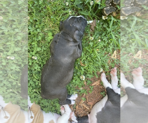 Medium Photo #4 Alapaha Blue Blood Bulldog-American Staffordshire Terrier Mix Puppy For Sale in JONESBORO, GA, USA
