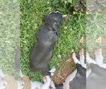 Small #3 Alapaha Blue Blood Bulldog-American Staffordshire Terrier Mix