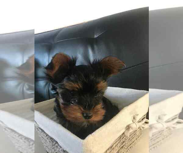 Medium Photo #1 Yorkshire Terrier Puppy For Sale in CEDAREDGE, CO, USA