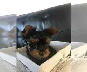 Yorkshire Terrier Puppy for Sale in CEDAREDGE, Colorado USA