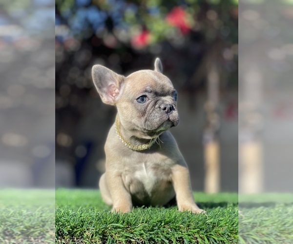 Medium Photo #13 French Bulldog Puppy For Sale in LOS ANGELES, CA, USA