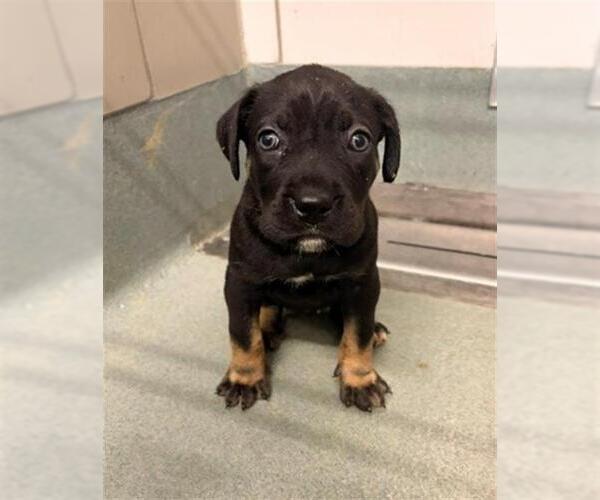 Medium Photo #1 Labrador Retriever-Unknown Mix Puppy For Sale in Baytown, TX, USA