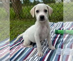 Small Bulldog-Labrador Retriever Mix
