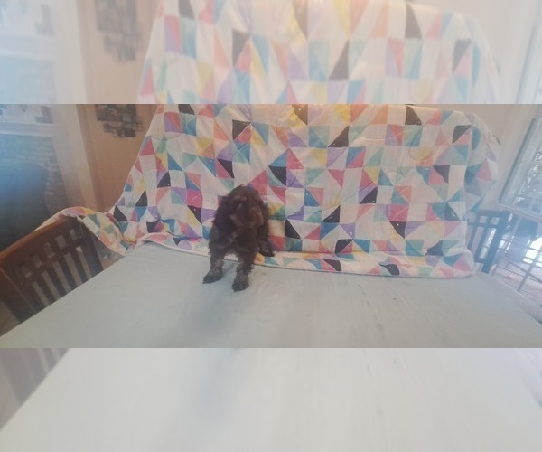 Medium Photo #4 Cocker Spaniel Puppy For Sale in WINDERMERE, FL, USA