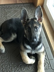 German Shepherd Dog Puppy for sale in DIXON, IL, USA
