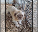 Small #1 Shih Tzu