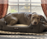 Joy - Female American Staffordshire Terrier-Unknown Mix Dog for Adoption - Small photo