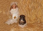 Small Photo #1 Morkie Puppy For Sale in BONHAM, TX, USA