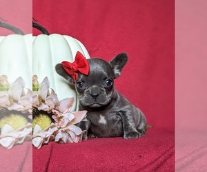 Medium French Bulldog