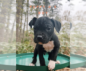 Boxer-Jack Russell Terrier Mix Puppy for sale in DALLAS, GA, USA